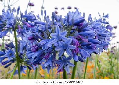 Close up of blue flowers of African Lily, Agapanthus 'Margaret' (Lily of the Nile) covered with early morning dew. - Shutterstock ID 1799216107