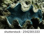 Close up of a blue giant clam at Ningaloo Reef, Western Australia