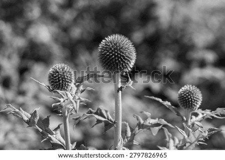 close up of a blue globe thistle echinops bannaticus with a blurred background in black and white