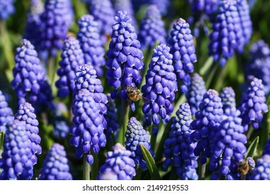 Close up of blue grape hyacinth and bee