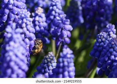 Close up of blue grape hyacinth and bee