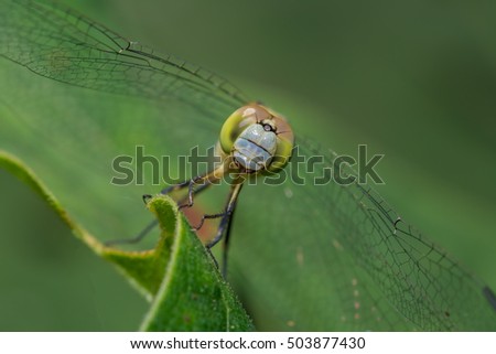 Similar – Foto Bild smilax aspera Blattkletterpflanze in der Natur mit Herzform