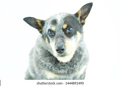 Close Up Of Blue Healer Dog. White Background