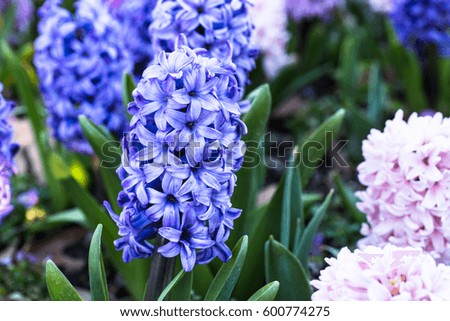 Close up of blue Hyacinth flower growing in Spring garden bed