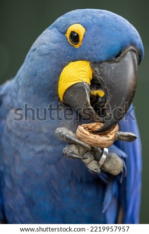 Close up of a blue hyacinth macaw eating a nut
