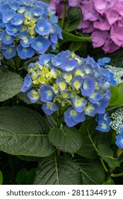 Close up of blue hydrangea flower cluster with yellow green centers and dark green leaves