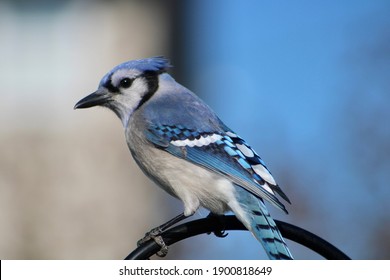 A close up of a blue jay looking pretty suspicious perched on a black piece of metal. His belly is white, beak is long, and wings are a bright colored blue. It's a profile shot with one eye visible.