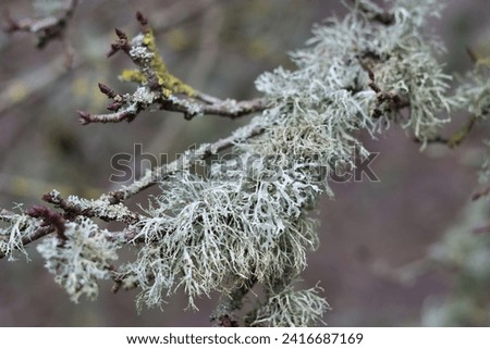 Close up of blue lichen on a tree branch