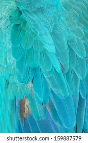 Close Up Of Blue Macaw Feathers.