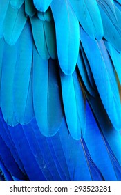 Close Up Of A Blue Macaw Parrots Feathers