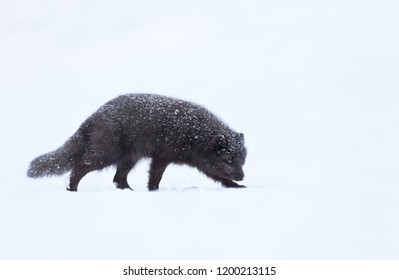 Close Blue Morph Arctic Fox Walking Stock Photo 1200213115 | Shutterstock