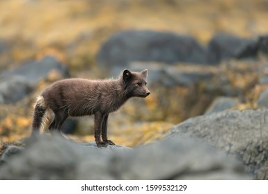 Close Blue Morph Arctic Fox Vulpes Stock Photo 1599532129 | Shutterstock