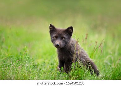 Close Blue Morph Arctic Fox Vulpes Stock Photo (Edit Now) 1624501285