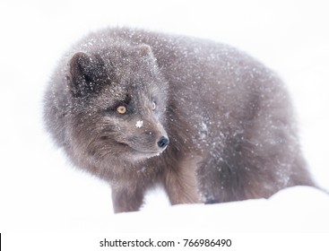 Close Blue Morph Arctic Fox Fur Stock Photo 766986490 | Shutterstock