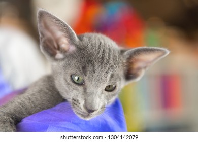 Oriental Shorthair Images Stock Photos Vectors Shutterstock