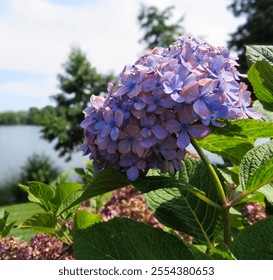 Close up blue purple  hydrangea flower with trees and pond in background on sunny summer day, macro - Powered by Shutterstock