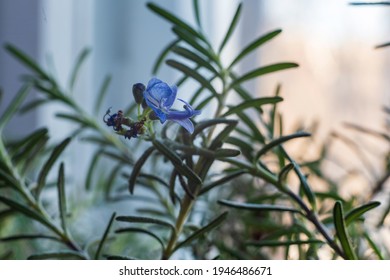 Close up blue rosemary flower on the window.