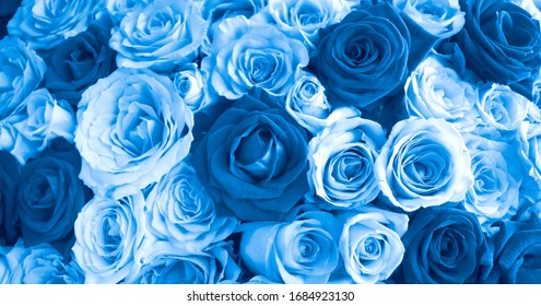 Close Blue Roses Background Blooming Flower Stock Photo Edit Now 1684923130