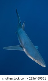 Close up Blue Shark from side Azores Potrait  - Shutterstock ID 2256489531