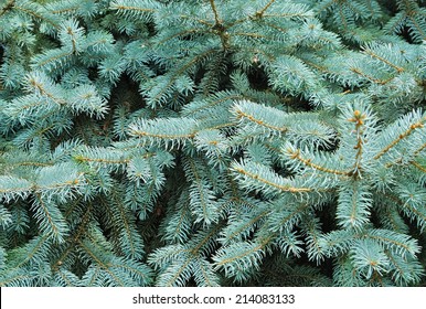 Close up of a blue spruce tree.