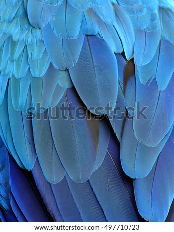 Close up blue texture of blue and gold macaw parrot's back feathers, amazing background