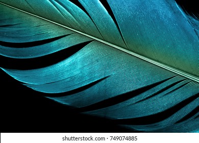 Close up blue vintage feather on dark background