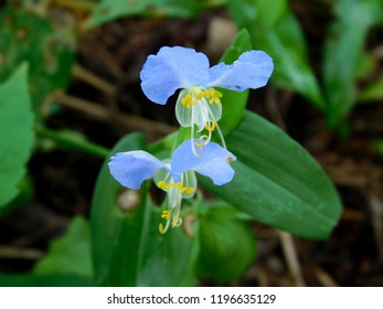           Close Up Of Blue Wild Flower Taken In The Summer In The Appalachian Mountains Of Pennsylvania