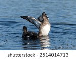 close up of a blue winged teal shaking out its wings at stodmarsh nature reserve