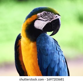 Close Up Of A Blue And Yellow Macaw In Puerto Narino, Colombia