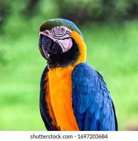 Close Up Of A Blue And Yellow Macaw In Puerto Narino, Colombia