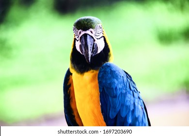 Close Up Of A Blue And Yellow Macaw In Puerto Narino, Colombia