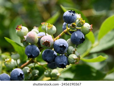 A close up of blueberries ripening on the bush in a farm field on the North Fork of Long Island, NY - Powered by Shutterstock