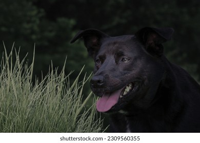 A CLOSE UP OF A BLUEHEELER LABRADOR MIX WITH A BRIGHT EYE STANDING INFRONT OF A LUSH GREEN BACKGROUND IN STANWOOD WASHINGTON