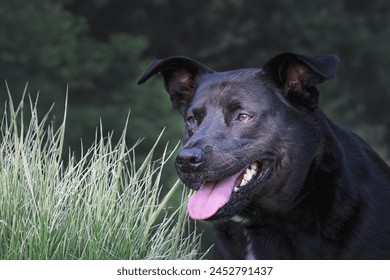 A CLOSE UP OF A BLUEHEELER LABRADOR MIX WITH A BRIGHT EYE STANDING INFRONT OF A LUSH GREEN BACKGROUND IN STANWOOD WASHINGTON