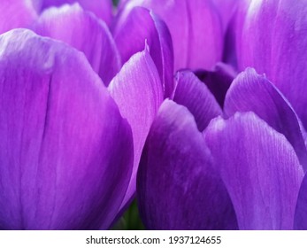 Close up to blurred purple flower petals texture background.