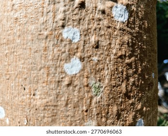 close up blurry brown surface of tree trunk