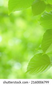 Close Up Of Bodhi Tree Leaves