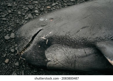 Close up the body of a dead whale beached on an icelandic beach.  Black sand beach. Coast of Iceland 