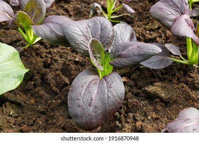 Close Up Bok Choy Organic Vegetable At Greenhouse Farm Garden.