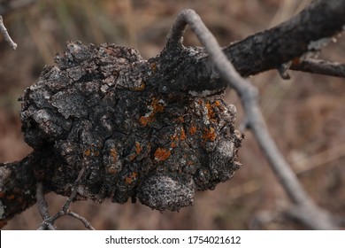 Close up of a bole on a gambel oak tree