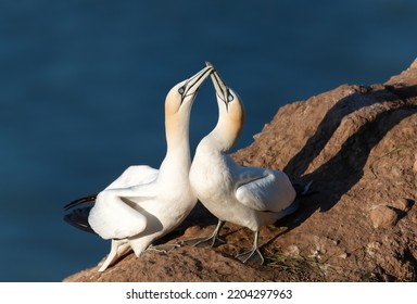 Close up of bonding Northern gannets (Morus bassana) on a cliff by the North sea, Bempton cliffs, UK.
