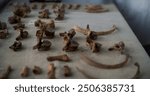 Close up of bones of prehistoric extinct human in archaeological lab. Female archaeologist or scientist in lab coat takes out fossil remains of skeleton from box and lays it on the table. Archaeology.