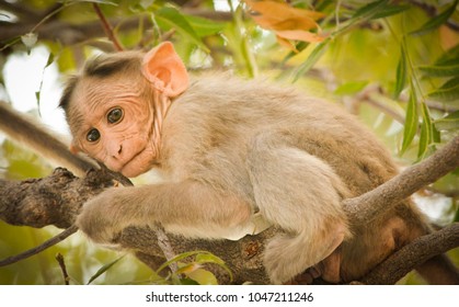 Close Bonnet Macaque Indian Baby Monkey Stock Photo 1047211246 ...