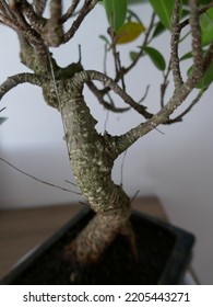 Close Up Bonsai Leaves At Home Intern