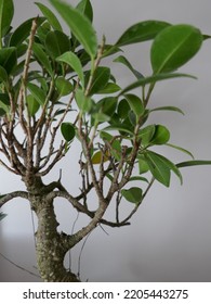 Close Up Bonsai Leaves At Home Intern