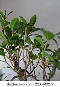 Close Up Bonsai Leaves At Home Intern