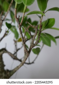 Close Up Bonsai Leaves At Home Intern