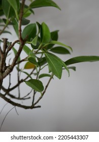 Close Up Bonsai Leaves At Home Intern