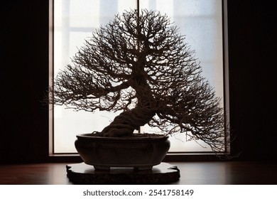Up close with bonsi trees