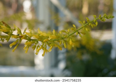 Up close with bonsi trees